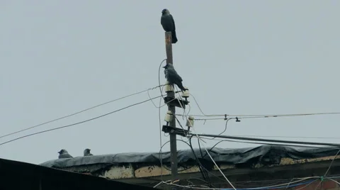 If they sit on electric wire Video stock 57337924