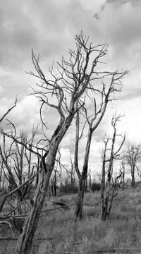 If a tree leaned in the woods- black and white Stock Photos