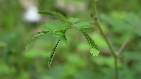 If you touch a shy tree, its leaves fall off. Stock Footage 305254882