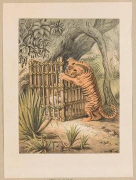 ï»¿Fight with a tiger. unknown, graphic artist Copyright: xpiemagsx digwar Stock Photos