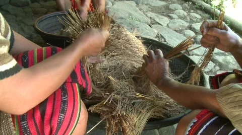 Ifugao preparing the rice 3 Stock Footage 516368