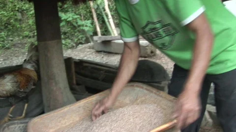 Ifugao preparing the rice 9 Stock Footage 518100