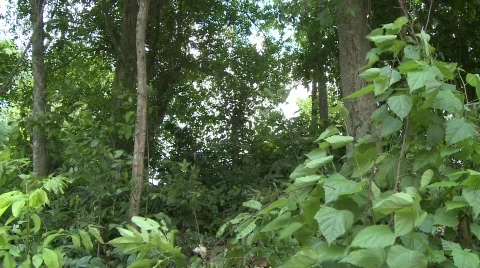 Ifugao warriers 6 Stock Footage 516592