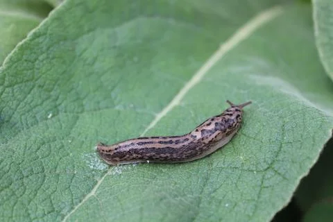 Iger slug Stock Photos