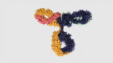 IgG Antibody 3D CGI Animation – Full Immunoglobulin Molecular Structure Stock Footage 346224810