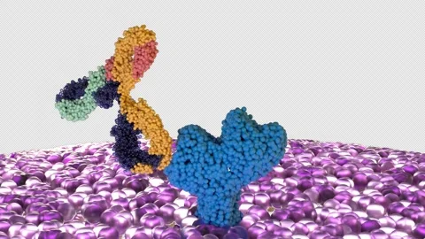 IgG Antibody Binding to Antigen 3D CGI Animation – Molecular Interaction Vídeo Stock 346225106