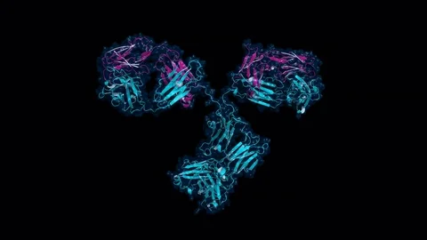 IgG antibody, rotating model. 스톡 동영상 73040584