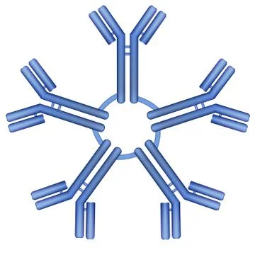 Igm antibody pentamer molecule Stock Illustration