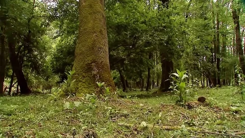 İğneada Floodplain Forests National Park Stock Footage 69855739