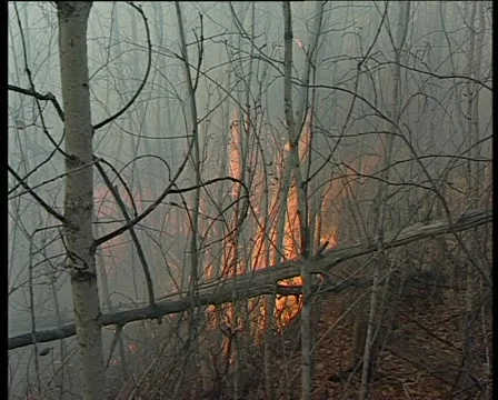 Ignition forest Stock Footage 1013423