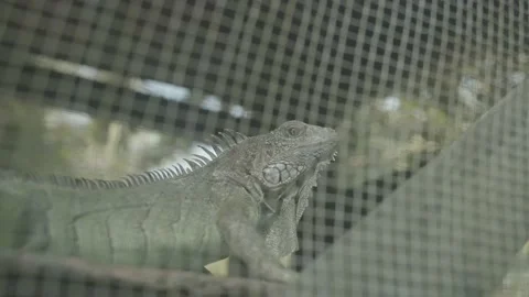 IGUANA 01 4K Stock Footage 158583339