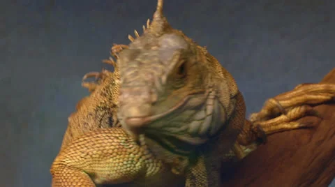 Iguana 02 Video stock 25856908