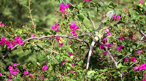 Iguana 02 Stock Footage 30290703