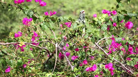 Iguana 03 Stock Footage 30289070
