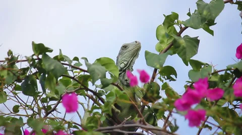 Iguana 05 Stock Footage 30256309