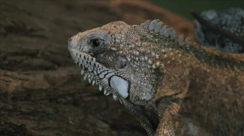 Iguana 1 Stock Footage