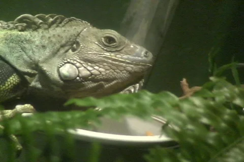 Iguana 2  動画素材 336339