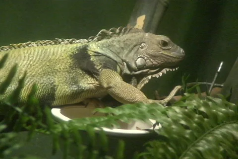 Iguana 8  動画素材 333758