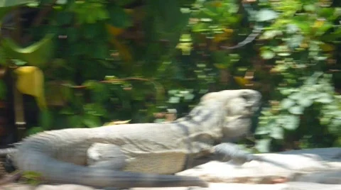 Iguana Activity Stock Footage 736013