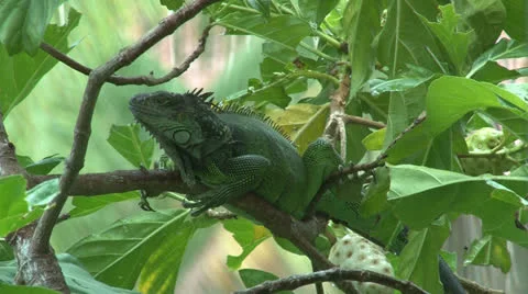 Iguana alertly sits on a Noni tree branch. Stock Footage