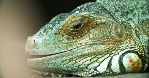 Iguana also known as Common iguana or American iguana. Selective focus. Stock Footage 149569873