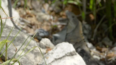 Iguana among garbage Stock Footage 108690980
