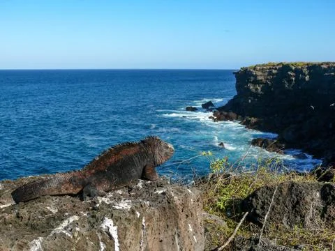Iguana and cliffs Stock Photos