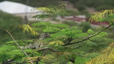 Iguana in Antigua Video stock 49752029