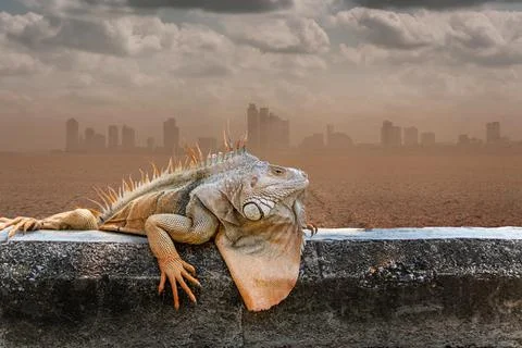 Iguana on arid ground Behind it is a desert city. with Clipping Path. Stock Photos