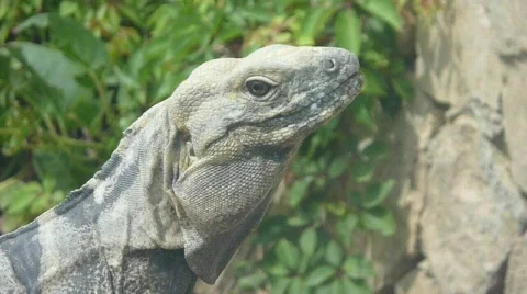 Iguana Attack Stock Footage 736012