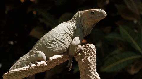 Iguana Basking in the Sun Stock Footage 33827580
