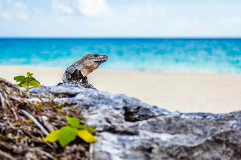 Iguana Basks On Rocks Stock Photos