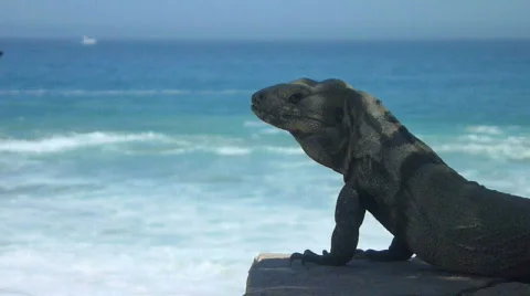 Iguana Beach Stock Footage 736004