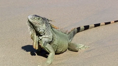 Iguana on the beach Stock Footage 78491792