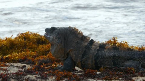 Iguana in the beach Stock Footage 94712036