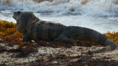 Iguana in the beach Stock Footage 94712069