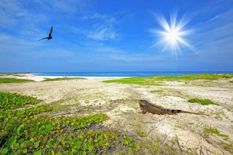 Iguana on the beach Stock Photos