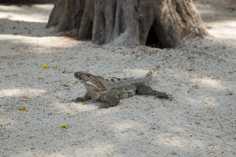 Iguana on the Beach Stock Photos