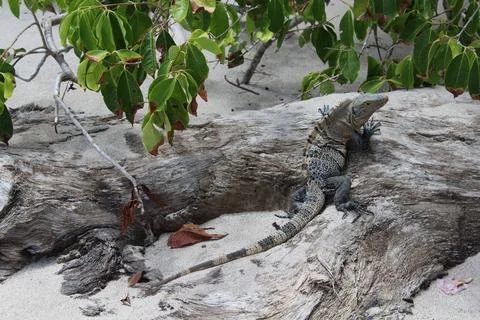 Iguana on the beach Stock Photos