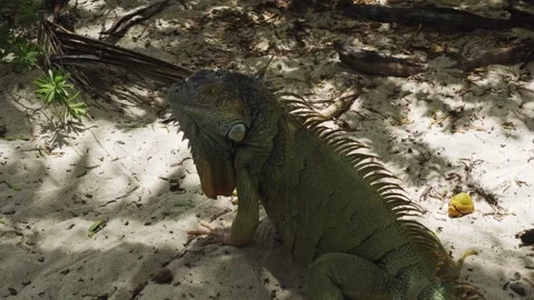 Iguana on a beach under the shadow of a tree Stock Footage 274340575