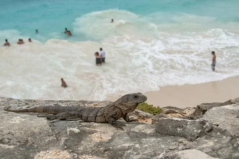 Iguana on the becha, Tulum Stock Photos