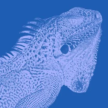 Iguana bicolored Stock Illustration