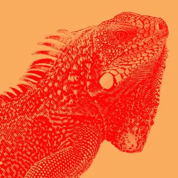 Iguana bicolored Stock Illustration