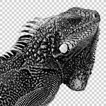 Iguana bicolored Stock Illustration