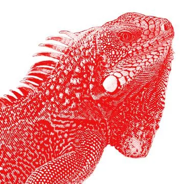 Iguana bicolored Stock Illustration