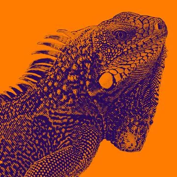 Iguana bicolored Stock Illustration