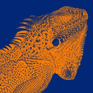 Iguana bicolored Stock Illustration