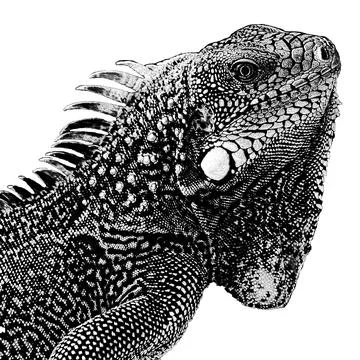 Iguana bicolored Stock Illustration