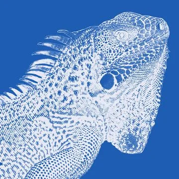 Iguana bicolored Stock Illustration