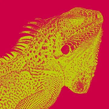 Iguana bicolored Stock Illustration